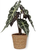 Kamerplant Alocasia Polly - Skeletplant - ± 30cm hoog – 12cm diameter - in bruine mand