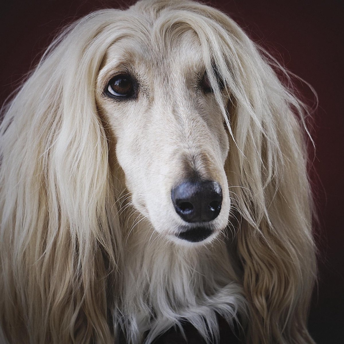 Schilderij - hond - Afghaanse windhond - Collectie faces - Glas - 74x74cm