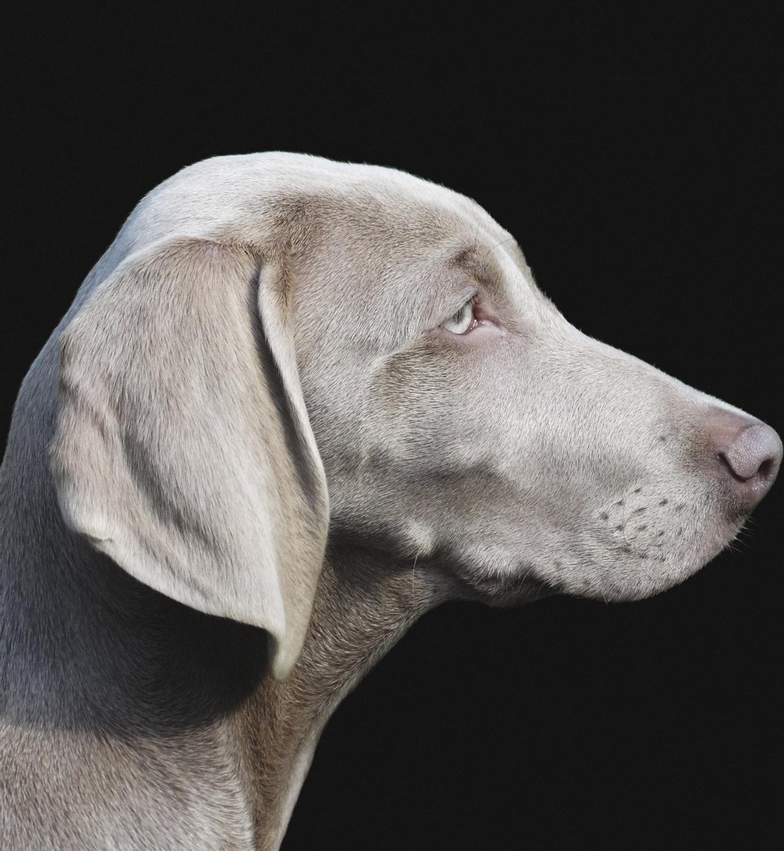 Schilderij - hond - weimarse - Collectie faces - Glas - 74x74cm