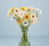 Bloom Makery - Frisse Favoriet - Bloemen - Boeket - 24 Gerbera's