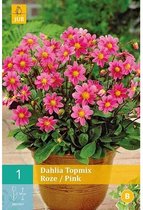 2 stuks Jub 1 Dahlia Topmiroze