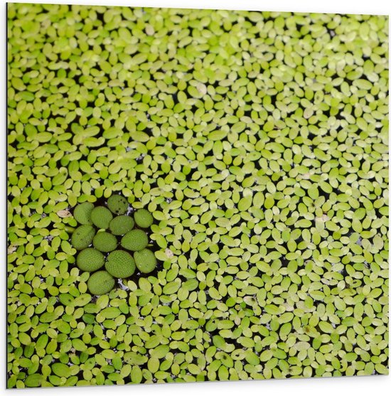 Dibond - Groene Waterplantjes op Wateroppervlak - 100x100cm Foto op Aluminium (Met Ophangsysteem)