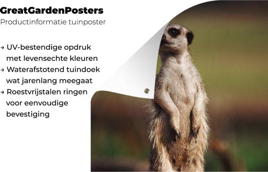 Affiche de jardin suricate regarde autour de 60x90 cm - Toile de jardin / Toile d'extérieur / Peintures d'extérieur (décoration de jardin)