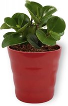 Kamerplant Peperomia Green Gold- Vetplant - ± 25cm hoog - 12cm diameter - in rode pot