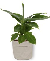 Kamerplant Musa Tropicana – Bananenplant - ± 25cm hoog – 12 cm diameter - in grijze sierzak