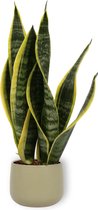 Kamerplant Sansevieria - Vrouwentong - ± 40cm hoog - In groene pot