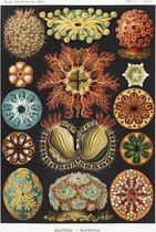 Poster Ernst Haeckel - Ascidiae - Grafische Illustratie - Kunstformen der natuur - Kunstvormen