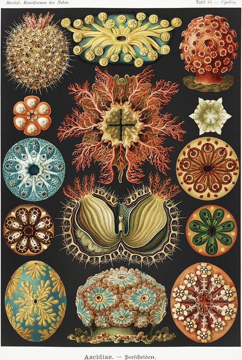 Esque Poster Ernst Haeckel - Ascidiae - Grafische Illustratie - Kunstformen der natuur - Kunstvormen - 50x70 cm Donker