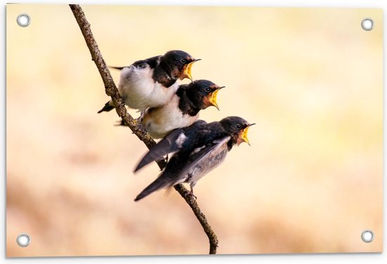 Tuinposter – Jonge Zingende Vogeltjes - 60x40cm Foto op Tuinposter  (wanddecoratie voor buiten en binnen)