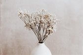 Affiche Gypsophile dans un vase