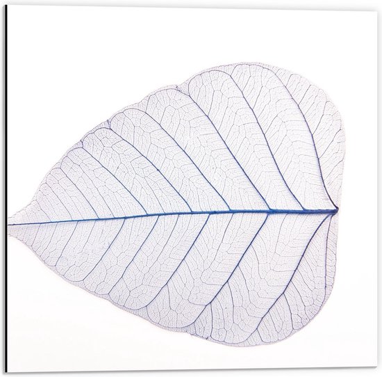 Dibond - Wit Blad op Witte Achtergrond - 50x50cm Foto op Aluminium (Met Ophangsysteem)