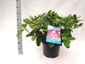 10 stuks | Rhododendron 'Germania' Pot 60-70 cm Extra kwaliteit - Groeit breed uit - Wintergroen - Zeer winterhard - Bloeiende plant