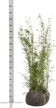 10 stuks | Fargesia jiuzhaigou Kluit 100-125 cm - Groeit breed uit - Prachtige herfstkleur - Snelle groeier - Zeer winterhard