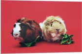 Forex - Cavia's op Rode Achtergrond - 90x60cm Foto op Forex