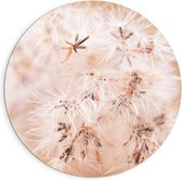 Dibond Wandcirkel - Witte Pluizige Bloemetjes - 90x90cm Foto op Aluminium Wandcirkel (met ophangsysteem)