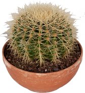 FloriaFor - Echinocactus Grusonii In Schaal - - ↨ 25cm - ⌀ 23cm