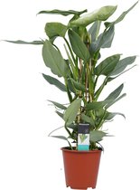 Grote Luchtzuiverende plant | Goed voor de gezondheid | Grote groene bladeren | Haalt schadelijke stoffen uit de lucht | Philodendron - Ø 19 cm - Hoogte 60 cm (waarvan +/- 40 cm plant en 20 c