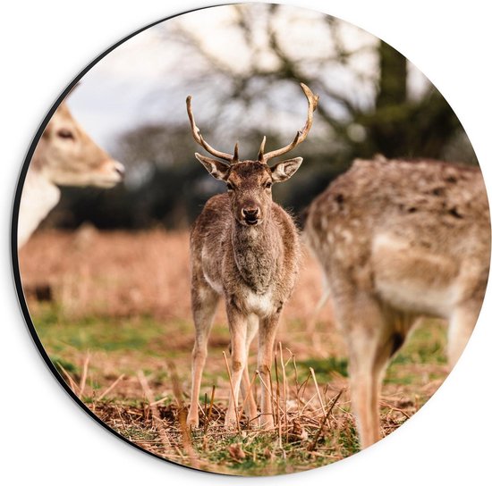 Dibond Wandcirkel - Hertjes in de Natuur - 20x20cm Foto op Aluminium Wandcirkel (met ophangsysteem)