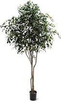 Maxifleur kunstplanten - Kunst Ficus Exotica - Kunstboom - 330 cm - Niet van echt te onderscheiden!