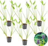 Snoekkruid | Pontederia 'Cordata' 6x - Vijverplant in kwekerspot ⌀9 cm - ↕15 cm
