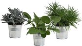 Mini Green | Trio Eden Colection ® in zomers zink (natural)