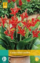2 stuks Canna Mini Lucifer 1 bol