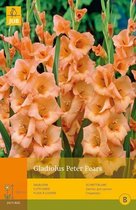 2 stuks 10 Gladiolus Peter Pears