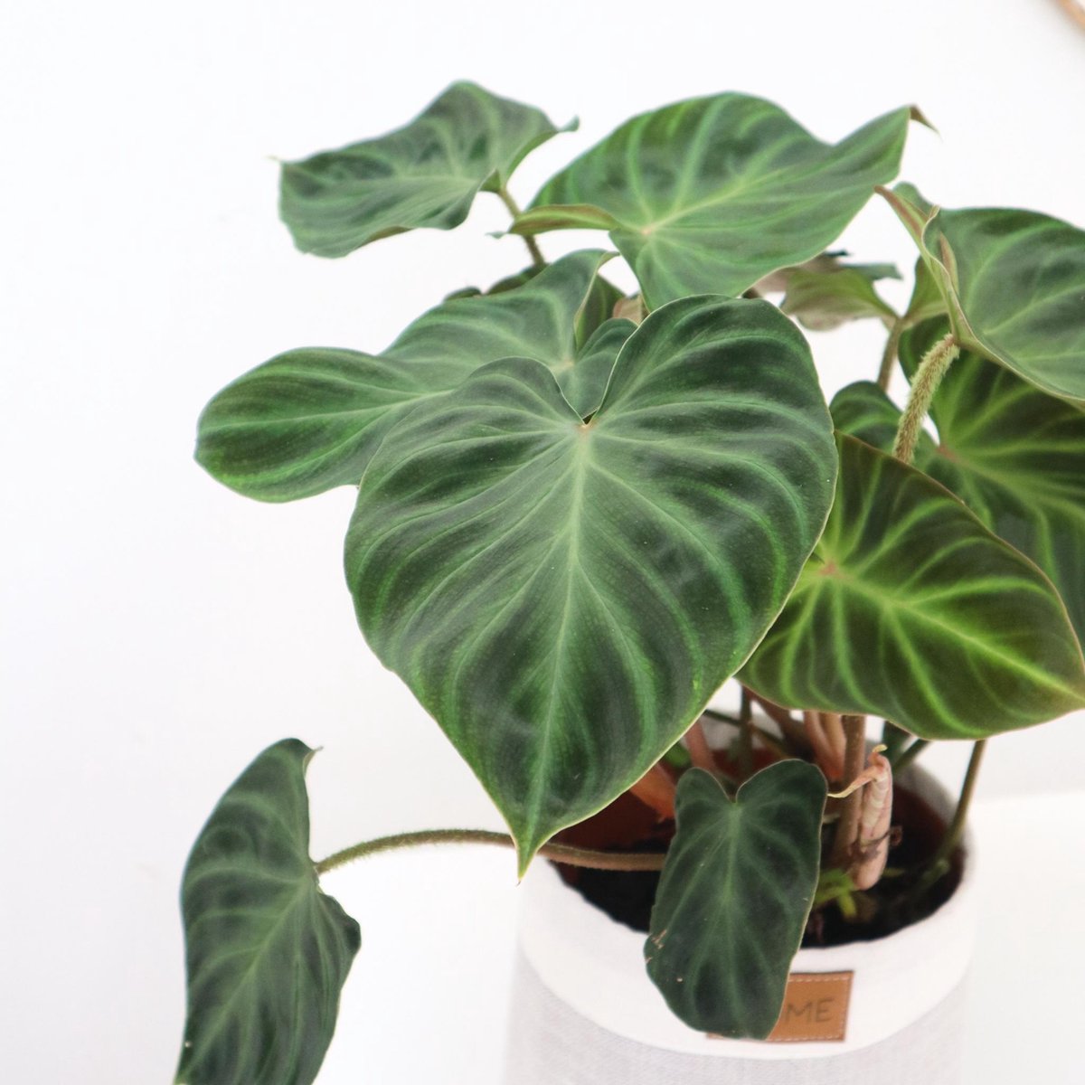 Philodendron verrucosum