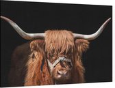 Schotse hooglander op zwarte achtergrond - Foto op Canvas - 60 x 40 cm