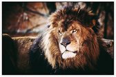 Koning leeuw - Foto op Akoestisch paneel - 90 x 60 cm
