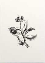 Eiloof zwart-wit (Ivy Berries) - Foto op Posterpapier - 42 x 59.4 cm (A2)