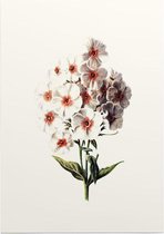 Vlambloem (Phlox White) - Foto op Posterpapier - 29.7 x 42 cm (A3)