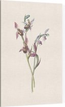 Bijenorchis (Bee Orchis) - Foto op Canvas - 40 x 60 cm