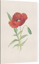 Grote Klaproos (Scarlet Poppy) - Foto op Canvas - 30 x 45 cm