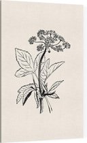 Zevenblad zwart-wit (Gout Weed) - Foto op Canvas - 60 x 90 cm