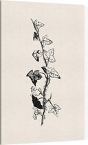 Klimop zwart-wit (Ivy) - Foto op Canvas - 60 x 90 cm