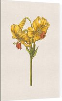 Goudbandlelie Aquarel (Yellow Japan Lily) - Foto op Canvas - 100 x 150 cm
