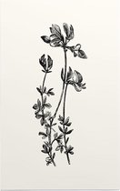 Rolklaver zwart-wit (Birds-Foot Trefoil) - Foto op Forex - 60 x 90 cm