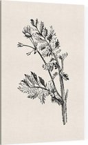 Gevlekte Scheerling zwart-wit (Hemlock Stocks Bill) - Foto op Canvas - 100 x 150 cm