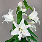 3x Lilium orientalis 'Mother‘s Choice' - Lelies dubbelbloemig - Wit - Winterhard - 3 bloembollen Ø 14-16cm