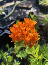 6 x Asclepias tuberosa - Zijdeplant - P9 Pot (9 x 9cm) - Dima Vaste Planten