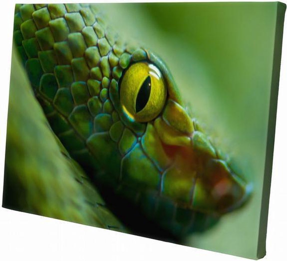 Slang close-up | 60 x 40 CM | Wanddecoratie | Dieren op canvas |Schilderij | Canvasdoek | Schilderij op canvas