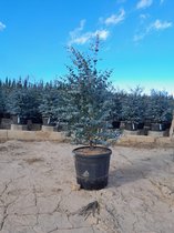 Sunny Tree - Eucalyptus Gunnii 'Azura' - Plant - 140 cm - Eucalyptus plant - Winterhard