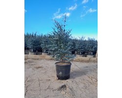 Sunny Tree - Eucalyptus Gunnii 'Azura' - Plant - 140 cm - Eucalyptus plant - Winterhard