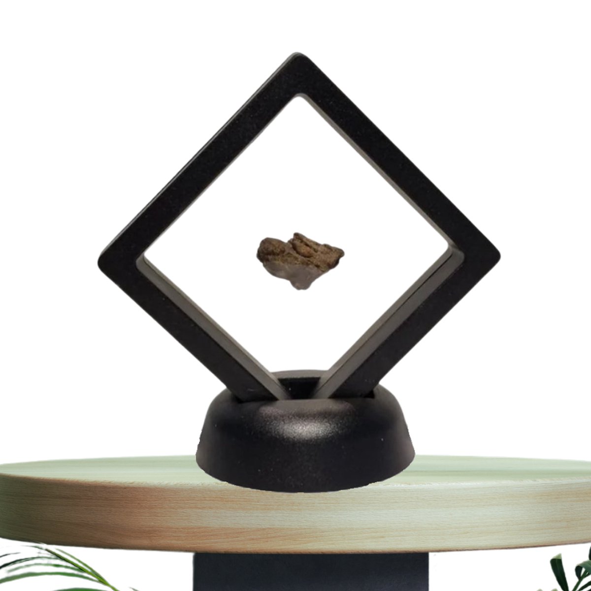 GreatGift - Originele Meteoriet- In Display -Al Haggounia 001 - Met certificaat - zeer bijzonder cadeau - uniek cadeau