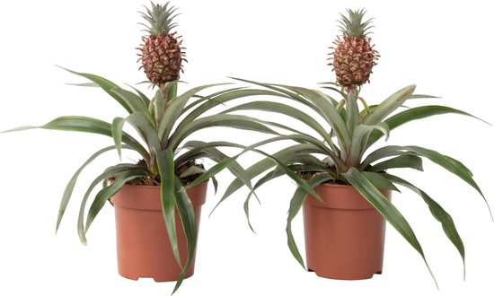 Set van 2 Ananas planten voor slaapkamer - Pot 12cm - Hoogte 35-45cm