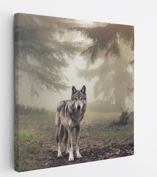 Tableau sur toile Saammp - Loup dans une forêt brumeuse - Animaux - Nature - 60x60 - Photo sur toile - Décoration murale murale - Décoration de salon - Décoration de chambre - Impression sur toile