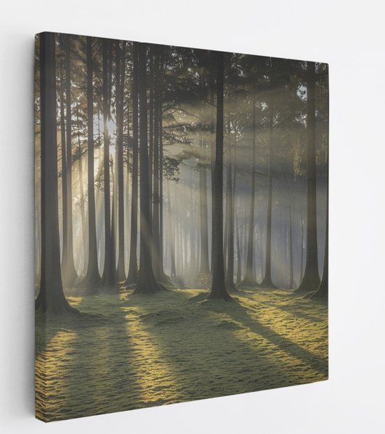 Saammp Canvas Schilderij - Lichtval - Grote Bomen - Landschap - Natuur - 100x100 - Foto op canvas - Wanddecoratie - Muurdecoratie Woonkamer - Slaapkamer decoratie - Canvas Print