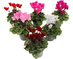 Plant in a Box - Cyclamen Persicum - Mix van 6 - Bloeiende kamerplanten - Pot 9cm - 10-20cm