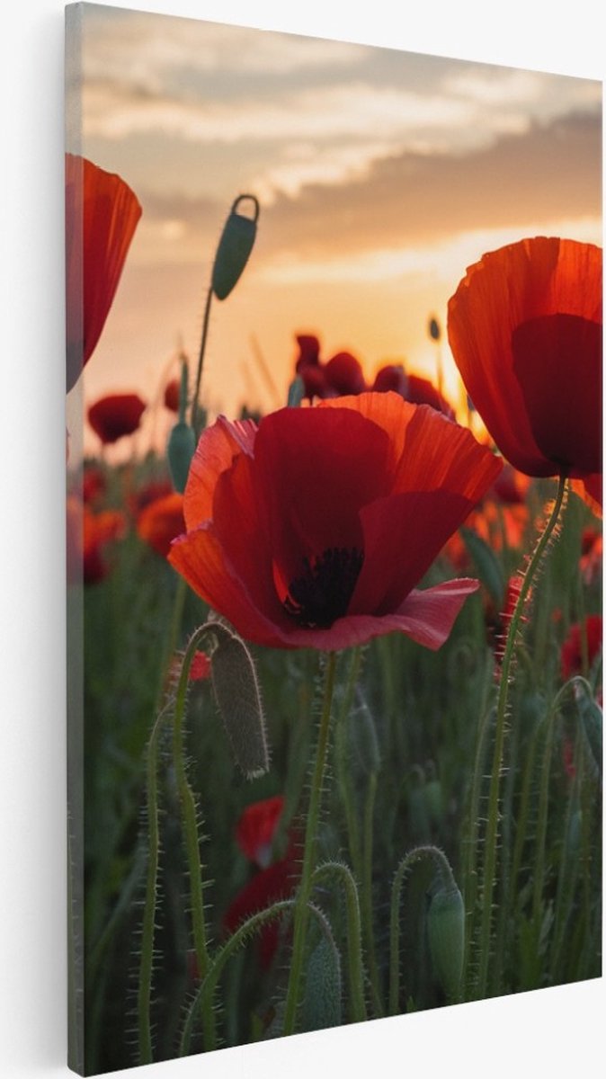 Saammp Canvas Schilderij - Klaprozen - Natuur - Landschap - 80x120 - Foto op canvas - Wanddecoratie - Muurdecoratie Woonkamer - Slaapkamer decoratie - Canvas Print Multicolor